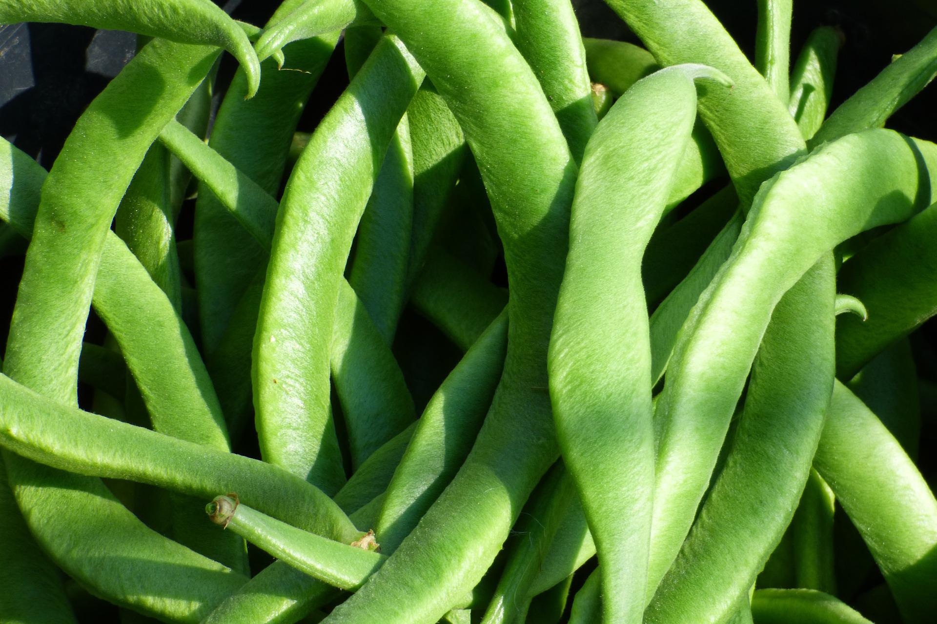 judia verde