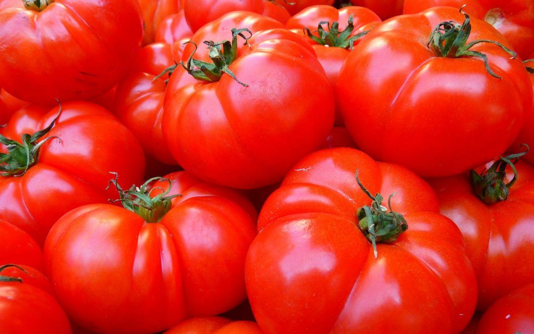 tomate ingredientes paella valenciana